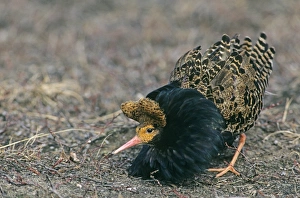 Ruff Philomachus pugnax male in breeding plumage displaying at lek Finland May Ruff Philomachus pugnax male in breeding plumage displaying at lek Finland May