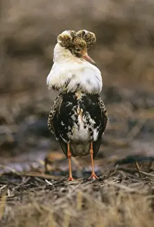 Ruff Philomachus pugnax male in breeding plumage displaying at lek Finland May