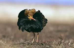 Ruff, Philomachus pugnax, male in full breeding plumage on lek, Finland, May