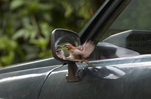 Rufous-collared Sparrow reacting to reflection in car wing mirror Savegre Costa Rica Rufous-collared Sparrow reacting to reflection in car wing mirror Savegre Costa Rica