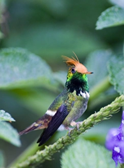 Rufous-crested Coquette Lophornis delattrei lessoni male El Valle Panama Rufous-crested Coquette Lophornis delattrei lessoni male El Valle Panama