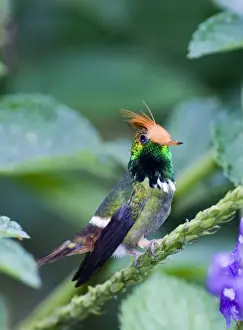 Hummingbird Prints: Rufous-crested Coquette Lophornis delattrei lessoni male El Valle Panama