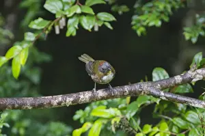 Papua New Guinea Prints: Rufous-naped Whistler Pachycephala rufinucha Western Highlands Papua New Guinea