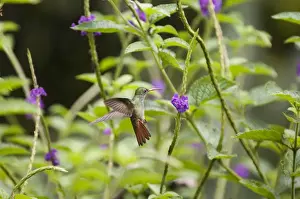 Hummingbird Prints: Rufous-tailed Hummingbird (Amazilia t tzacatl) El Valle Panama