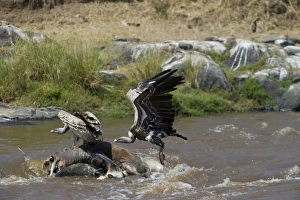 Ruppells Griffon Vulture Gyps rueppellil feeding on Wildebeest carcasses in Mara River Ruppells Griffon Vulture Gyps rueppellil feeding on Wildebeest carcasses in Mara River