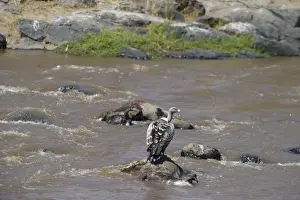 Ruppells Griffon Vulture Gyps rueppellil feeding on Wildebeest carcasses in Mara River