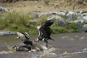Kenya Prints: Ruppells Griffon Vulture Gyps rueppellil feeding on Wildebeest carcasses in Mara River