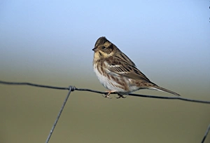 Birding on Fair Isle Shetland in autumn