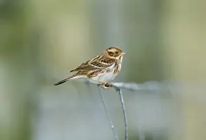 Images Dated 20th November 2008: Rustic Bunting Emberiza rustica migrant on Fair Isle autumn