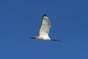 Kenya Prints: Sacred Ibis Threskiornis aethiopicus Lake Nakuru Kenya
