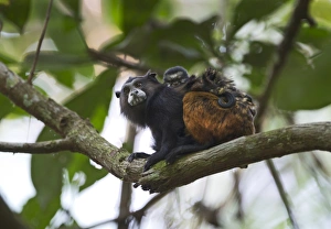 Saddle-backed Tamarin seguinus-fuscicollis with young on back Tambopata Peru Saddle-backed Tamarin seguinus-fuscicollis with young on back Tambopata Peru