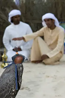 Desert Prints: Saker x Gyr Falcon hybrid and two falconers from Abu Dhabi in UAE at 2nd International