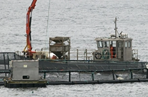 Shetland Prints: Salmon farming in Shetland