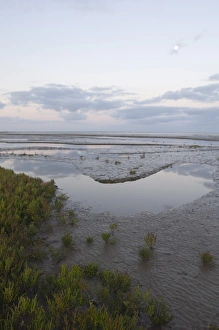 Saltmarsh and tidal mudflats of The Wash viewed on a full moon just prior to sunrise