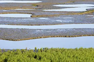 Plant Prints: Samphire growing on the edge of the mudflats of the Wash at Snettisham RSPB Reserve