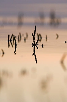 Samphire peeping up above the rising tide The Wash Snettisham Norfolk