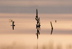 Samphire peeping up above the rising tide The Wash Snettisham Norfolk Samphire peeping up above the rising tide The Wash Snettisham Norfolk