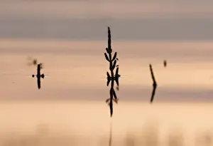 Plant Prints: Samphire peeping up above the rising tide The Wash Snettisham Norfolk