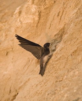 Sand Martin Riparia riparia at nest hole in sea cliff colony Norfolk July Sand Martin Riparia riparia at nest hole in sea cliff colony Norfolk July