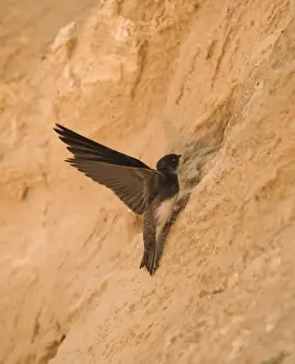 Nesting Prints: Sand Martin Riparia riparia at nest hole in sea cliff colony Norfolk July