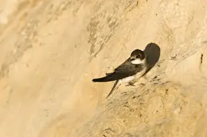 Nesting Prints: Sand Martin Riparia riparia at nesting colony in cliff North Norfolk July