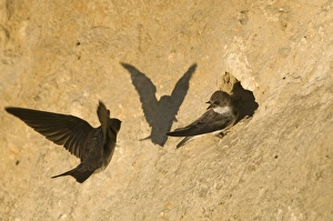 Sand Martins Riparia riparia at nesting colony in cliff North Norfolk July Sand Martins Riparia riparia at nesting colony in cliff North Norfolk July