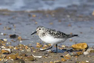 Images Dated 4th August 2008: Sanderling Calidris alba adult moulting from breeding to non breeding plumage Norfolk