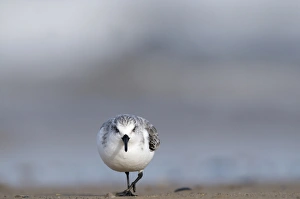 Sanderling Calidris alba Blakeney Norfolk autumn