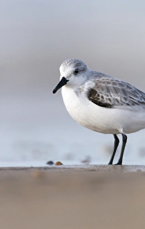 Sanderling Calidris alba Blakeney Norfolk autumn