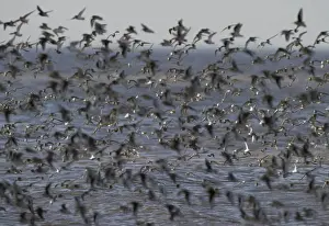Sanderling Calidris alba and a few Dunlin Calidris alpina on the Wash at Snettisham
