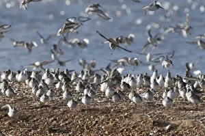 Sanderling Calidris alba and a few Dunlin Calidris alpina on the Wash at Snettisham