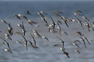 Waders Prints: Sanderling Calidris alba and a few Dunlin Calidris alpina on the Wash at Snettisham
