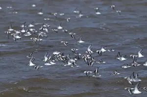 Flock Prints: Sanderling Calidris alba flock Snettisham Norfolk August