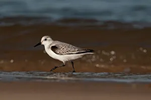 Sanderling Calidris alba in non breeding plumage Blakeney Norfolk autumn Sanderling Calidris alba in non breeding plumage Blakeney Norfolk autumn