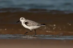Bird Prints: Sanderling Calidris alba in non breeding plumage Blakeney Norfolk autumn