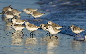 Images Dated 2006: Sanderling Calidris alba Norfolk winter