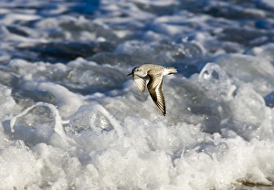 Sanderling (Calidris alba) Northumberland winter