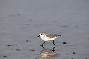 Nature Prints: Sanderling Calidris alpina Norfolk winter