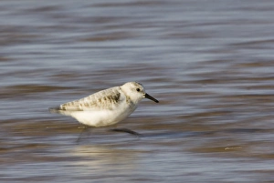 Sanderling running along shore Norfolk winter