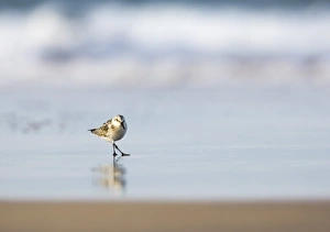 Sanderling running along shore Norfolk winter