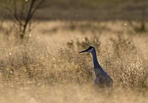 Sandhill Crane Grus canadensis Bosque Del Apache New Mexico USA January Sandhill Crane Grus canadensis Bosque Del Apache New Mexico USA January