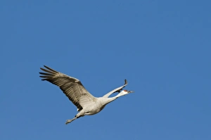 Sandhill Cranes Grus canadensis Bosque del Apache New Mexico January USA