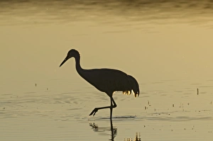 Sandhill Cranes Grus canadensis Bosque del Apache New Mexico January USA