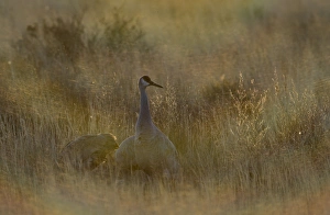Sandhill Cranes Grus canadensis Bosque del Apache New Mexico January USA