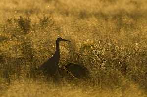 Sandhill Cranes Grus canadensis Bosque del Apache New Mexico January USA