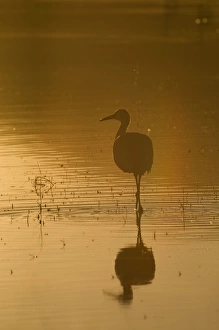 Sandhill Cranes Grus canadensis Bosque del Apache New Mexico January USA