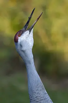 Calling Prints: Sandhill Crane Grus canadensis calling Bosque del Apache New Mexico USA