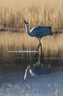 New Mexico Prints: Sandhill Crane Grus canadensis drinking Bosque del Apache New Mexico January USA