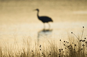 Sandhill Cranes Grus canadensis Bosque del Apache New Mexico January USA
