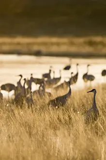 Crane Prints: Sandhill Crane Grus canadensis on roosting pond Bosque del Apache New Mexico USA January